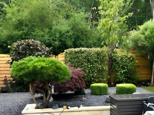 Création massif décoratif érable du Japon